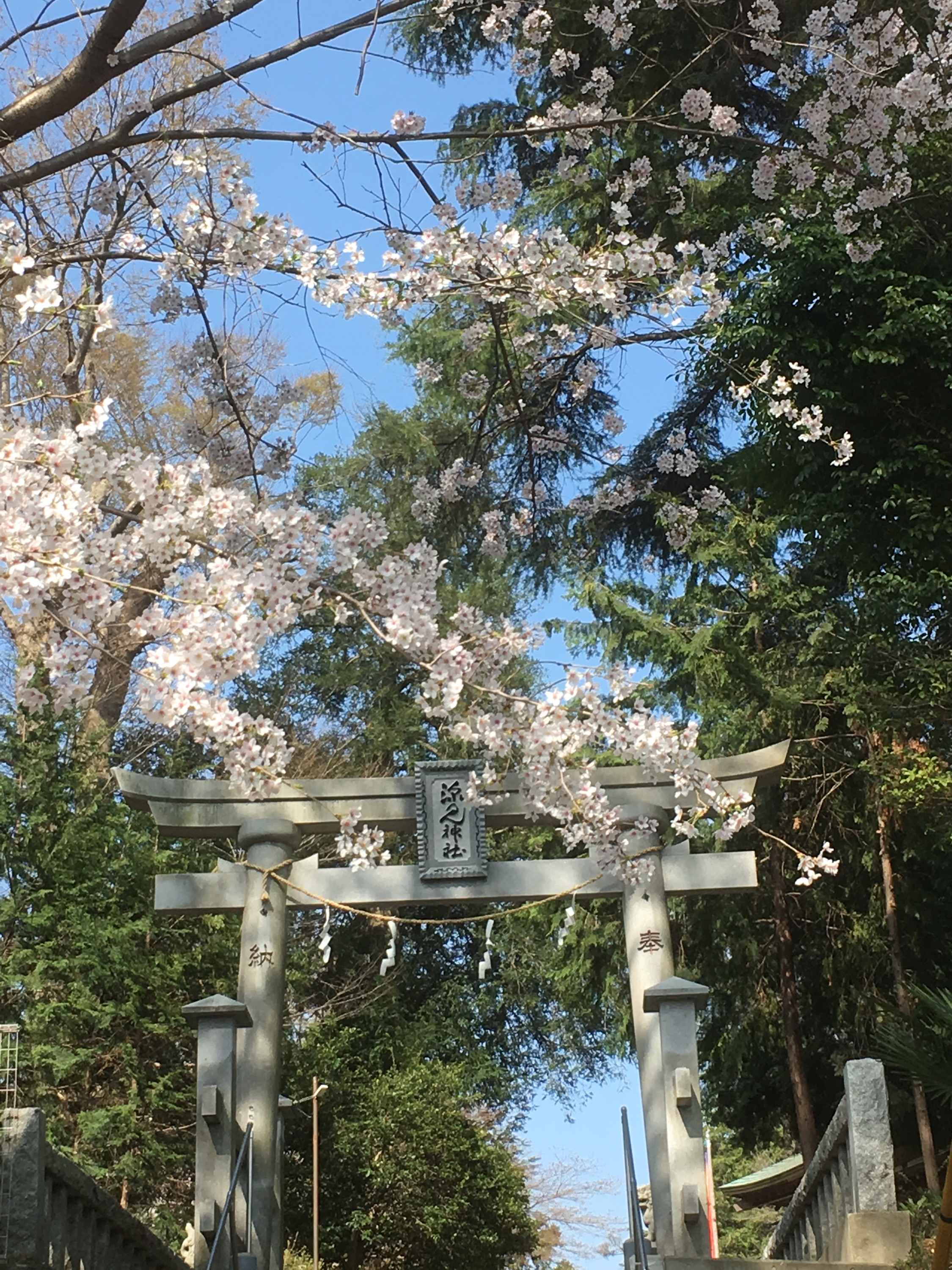 春ですね♪